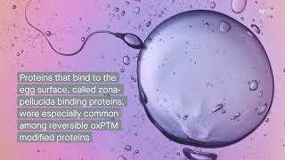 New insights into protein modifications during the maturation of bull sperm [upl. by Ruckman]