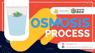 Osmosis Process [upl. by Assilen]