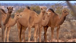 WILD CAMEL MANAGEMENT 1 culling hunting [upl. by Melvena]