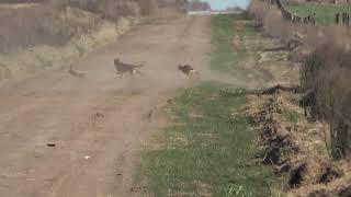 galgos de campo galgos y liebres [upl. by Ardnoet]