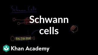 Schwann cells  Nervous system physiology  NCLEXRN  Khan Academy [upl. by Homer]