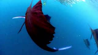 4K UHD Sailfish fishing in the Pacific Ocean [upl. by Nilauqcaj669]