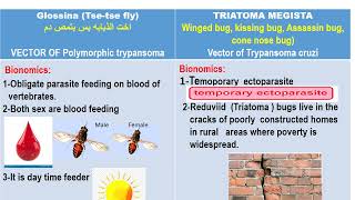 Glossina amp Triatoma Blood module Dr Khaled habib [upl. by Yrian]