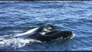 Whale Feeding on Baitfish off Gold Coast Seaway  Sea World Whale Watch [upl. by Nalad259]