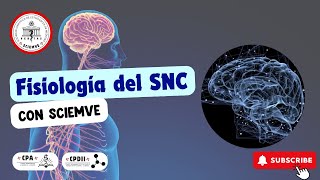 Fisiología del sistema nervioso central🧠 [upl. by Jamilla]