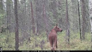 Alaska Trail Cam Video June 28 2020 [upl. by Migeon]