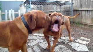 DOGUE DE BORDEAUX  Ruff amp Tumble in the Dogues Yard [upl. by Waylon343]