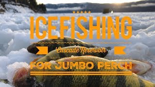 Jumbo Perch Ice Fishing Cascade Reservoir episode 1 [upl. by Trin]