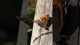 Schmetterling butterfly [upl. by Jeritah]