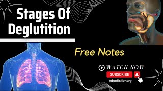 Stages Of Deglutition FREE NOTES [upl. by Genesia250]