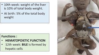 Development of LIVER and PANCREAS  EMBRYOLOGY  ANATOMY [upl. by Threlkeld]