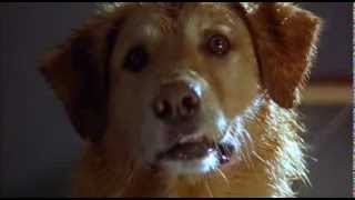 Kevin Zegers  Air bud 1997 [upl. by Leeland]