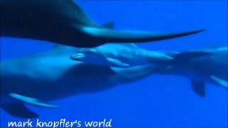 Dream of Drowned Submariner  Mark Knopfler  Privateering Album  2012 with lyrics [upl. by Derrej]