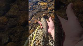 PRETTY RAINBOW TROUT in Estes Park Colorado [upl. by Dolores]