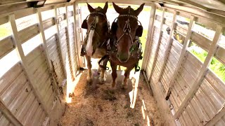 The Draft Horses are Taking a Ride Today 653 [upl. by Valsimot574]