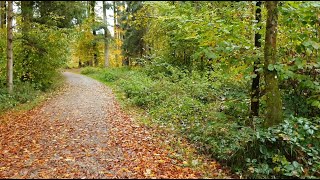 ASMR  Autumn Forest Walk in the Rain [upl. by Medarda]