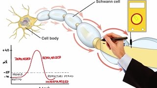 NEURON ACTION POTENTIAL MADE EASY [upl. by Oaht]