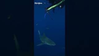 Bull Sharks In Jupiter Florida [upl. by Melody]