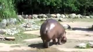 ظرطة خرتيت hippo fart [upl. by Gabrielle]