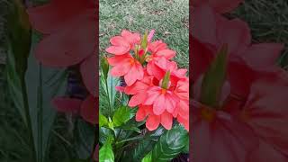 Firecracker Flower beautiful flowers nature bloom colors life asmr satisfying [upl. by Hamon]