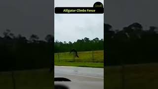 Alligator climbs fence in Florida alligator [upl. by Armil814]