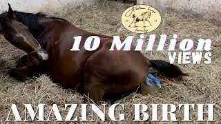 Arabian horse gives birth to a beautiful filly  The whole foaling process [upl. by Bernardine]