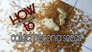 How to collect and storing begonia seeds  Cara mengambil dan menyimpan biji benih begonia [upl. by Lahcsap]