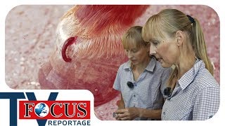 Blutegel Behandlung  Tierheilpraktiker im Einsatz  Focus TV Reportage [upl. by Lacie]