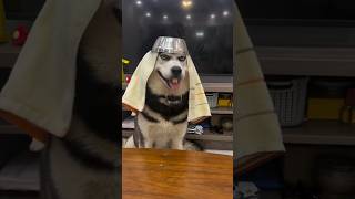 Husky dogpetcatfunny viralvideo [upl. by Schnurr420]