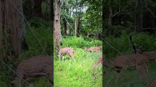 NAGARAHOLE forest karantaka viralvideo [upl. by Nahsar]