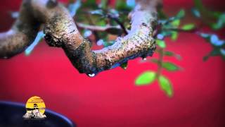 Pistacia Lentiscus Bonsai [upl. by Yrreb]