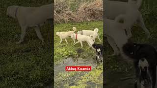 ŞAMPİYON DİŞİ KÖPEK KIZANDA NELER OLUR akbaş köpek kangal guarddogs alabai [upl. by Naarah]