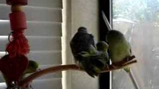 PARROTLETS MATING [upl. by Enidlarej]