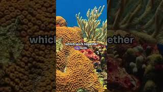 coral viralvideo facts wildanimalfacts animalfacts animals animalcuriosities wildlife [upl. by Orabla]