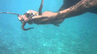 Octopus Catching by Hand  Seychelles [upl. by Llahsram]