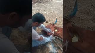 Actinomycosis Jumpy jaw in cow [upl. by Ahsinaw]