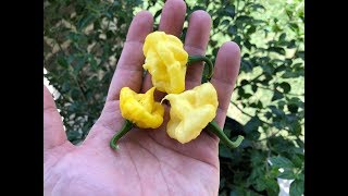 Whats That Pepper Ep60  KS Lemon StarrBurst [upl. by Auahsoj]