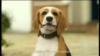 Beagle Street Lethal Trousers TV ad 2016 20 sec advert [upl. by Narhem]