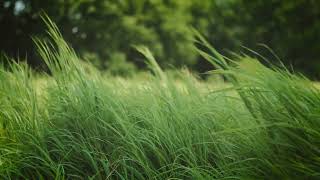 No Copyright Videos  Green Grass Slowmotion  No Copyright Zone [upl. by Jocko]