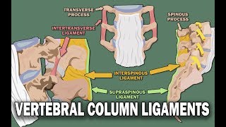 VERTEBRAL COLUMN ANATOMY 22  Ligaments and the Spinal Cord [upl. by Tadio]