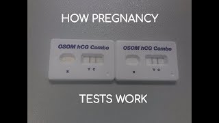 BetahCG interpreting your pregnancy test [upl. by Notsla]