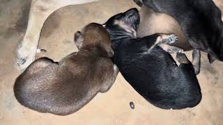 Poor Dogs Sleep At Night In Rural  Dog Family [upl. by Nire986]