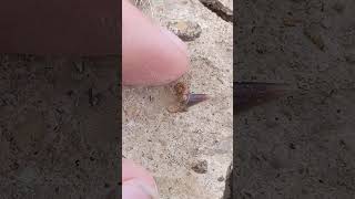 Rare 5 point shark tooth fossil found in Texas [upl. by Nils]