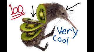 Why I love kiwi birds so heavily [upl. by Warden27]