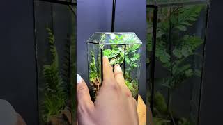 Decor Terrarium 46 terrariumdesign terrariumart miniterrarium terrarium terrariumlove [upl. by Voltz]