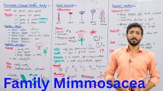 Family Mimosaceae Mimosa or Acacia family  Biology 11th  Chapter 9 Urdu Hindi lecture [upl. by Botti5]