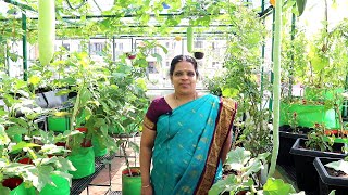 சென்னையில் இப்படி ஒரு மாடித்தோட்டம்  The Simple Terrace Garden [upl. by Jacintha]