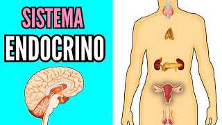 🧶 SISTEMA ENDOCRINO 💊 sus partes glándulas hormonas funcionamiento biología fácil para niños [upl. by Arutak650]