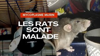 les rats sont malades suite et fin [upl. by Yecac]