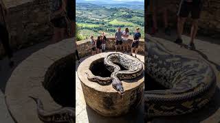 Discovering a Massive Snake in Tuscany 🐍 Unbelievable [upl. by Jangro]